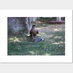 Bad Day To Be A Mourning Dove - Closeup of Falcon Posters and Art